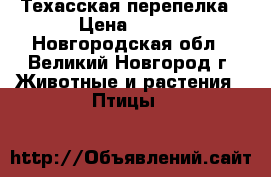 Техасская перепелка › Цена ­ 250 - Новгородская обл., Великий Новгород г. Животные и растения » Птицы   